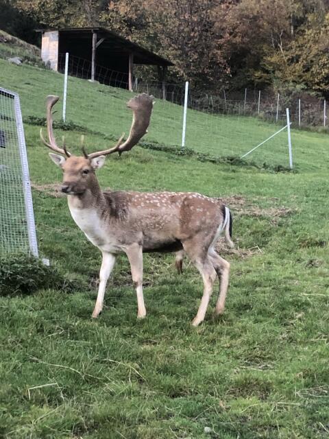 Damhirsch