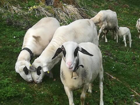 Brillenschaf-Widder