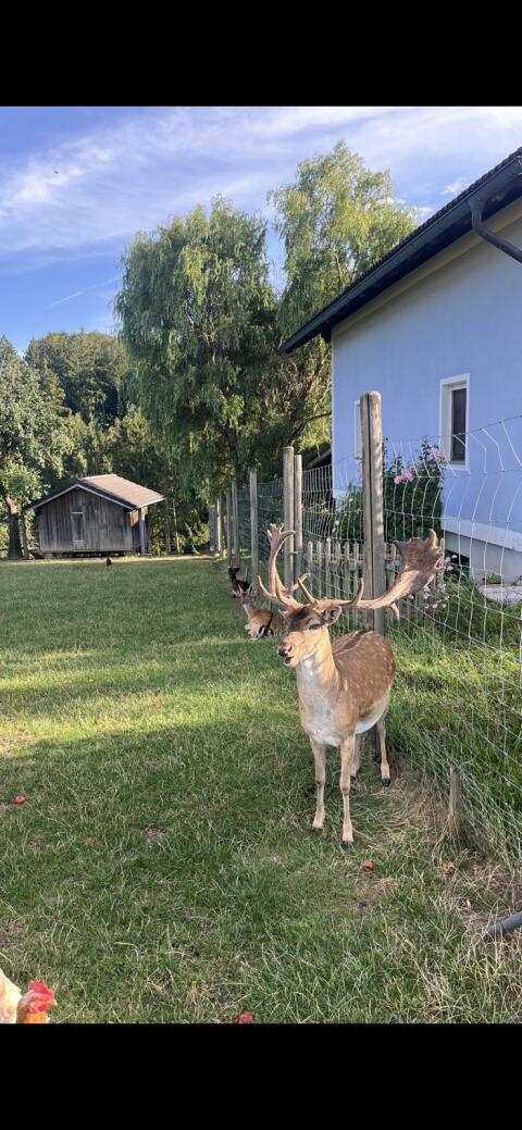 Damhirsch
