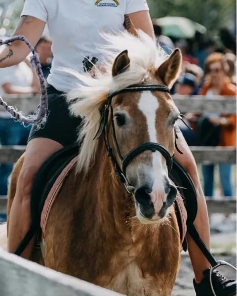 Familienpferd sucht Lebensendplatz.