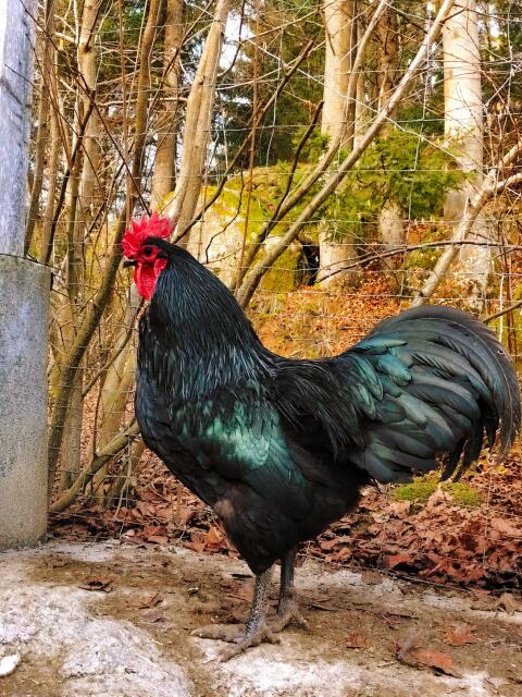 Australorp-Hahn