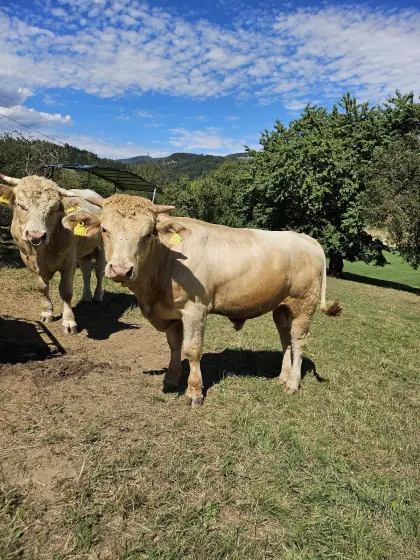 Zuchtstier Kärtner Blondvieh Fleisch