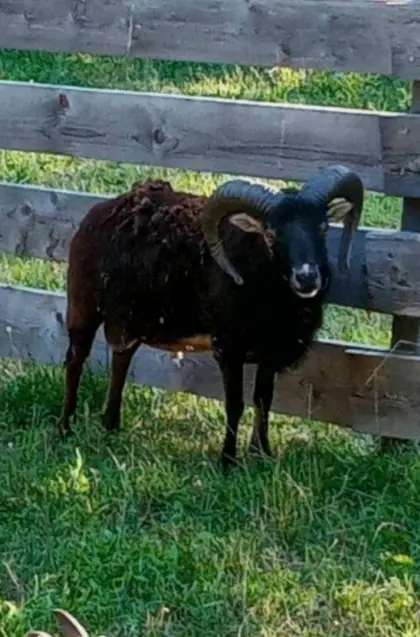 Soay-Schafe, Soayschafe