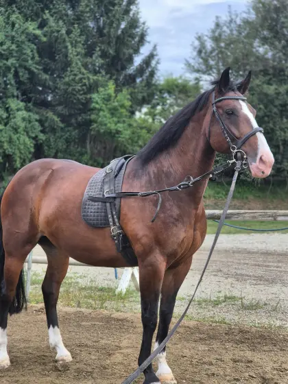 Wunderschöne Warmblutstute