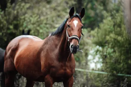 Warmblut-Wallach
