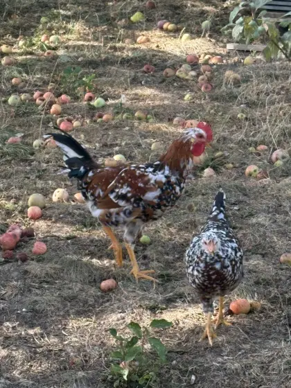 Schwedischer Blumenhahn