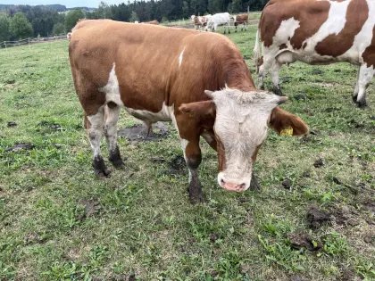 Fleckvieh-Jungstier Bio-Umsteller