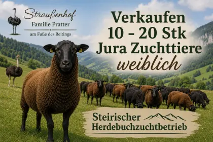 Jura-Zuchtschafe weiblich