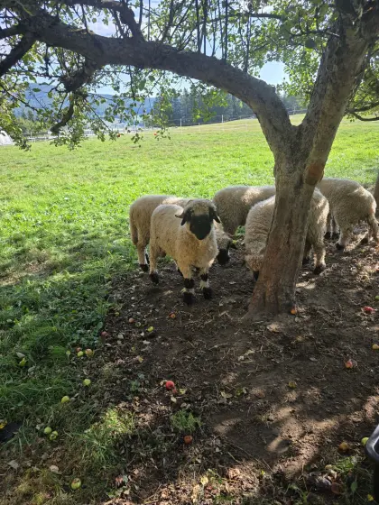 Walliserschwarznasenschafe