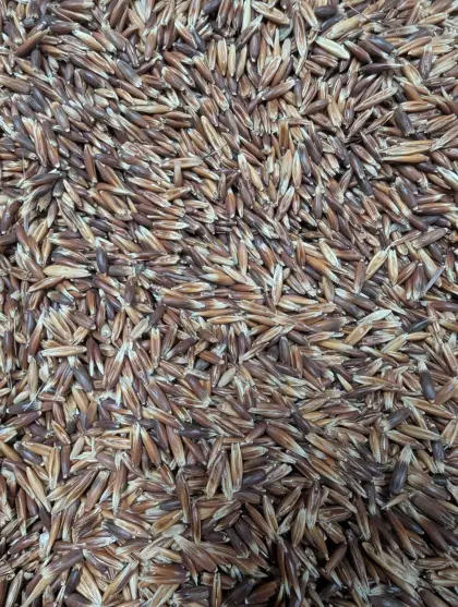 Schwarzhafer Bio