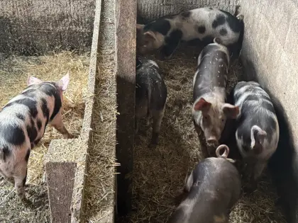 Ferkel