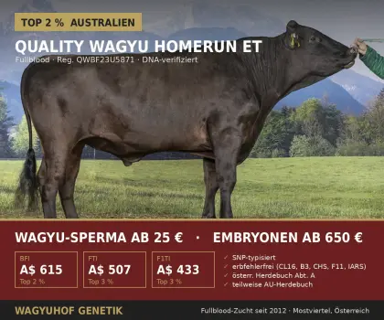 Wagyu-Sperma ab 25 € – Fullblood, SNP-typisiert, Herdebuch A
