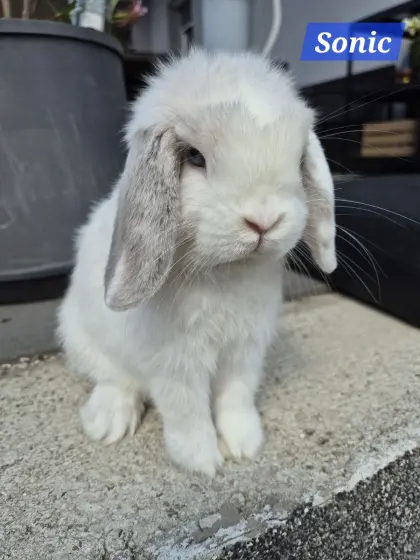 Mini Lop Männchen, 4 Monate alt