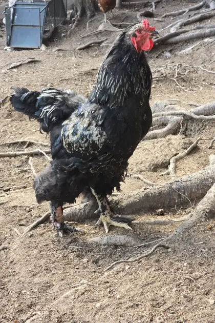 Brahma-Hahn