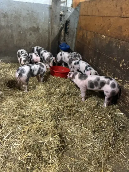 Laufend Ferkel abzugeben