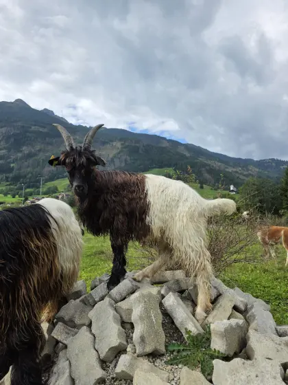 Walliser Schwarzhalsziegen Jungbock