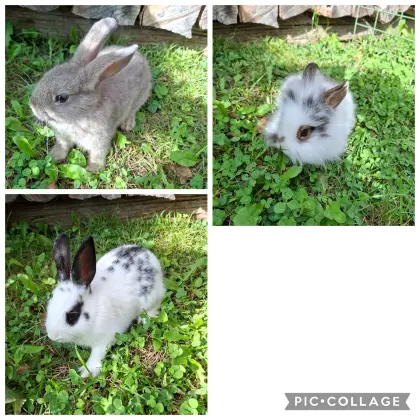 Hase, Zwergkaninchen