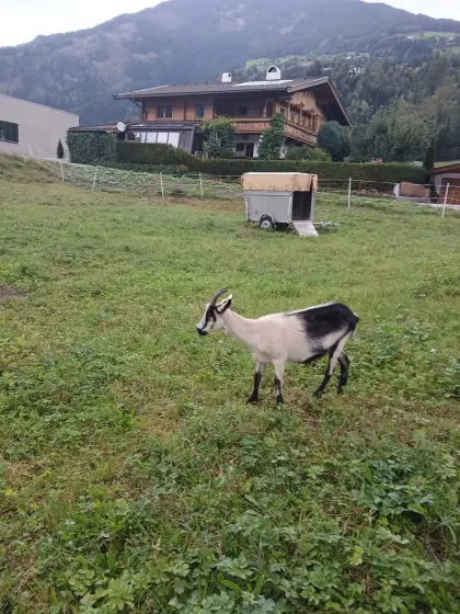 Pfauenziege