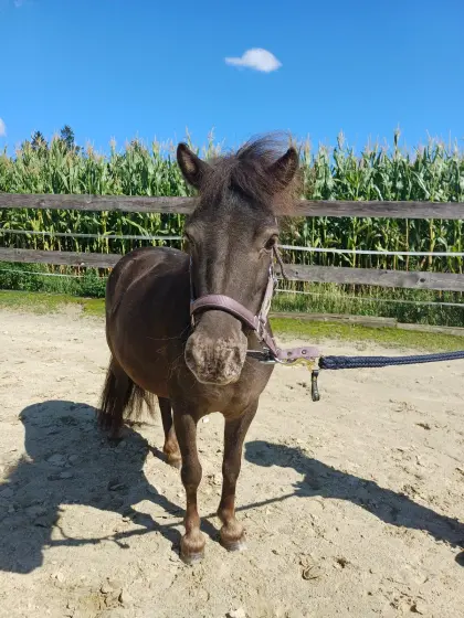 Ponystute 90 cm, 5 J.