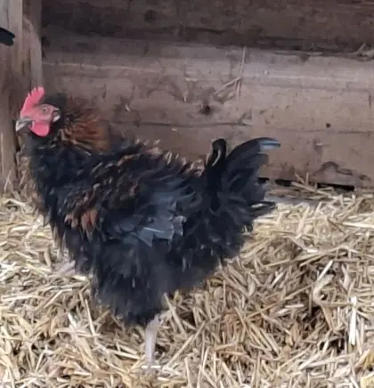 Strupphahn