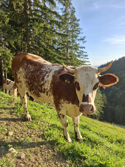 Trächtige Kalbin