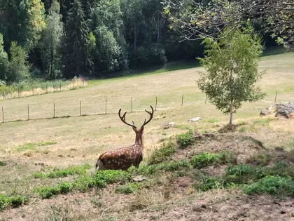 Sika Dybowski