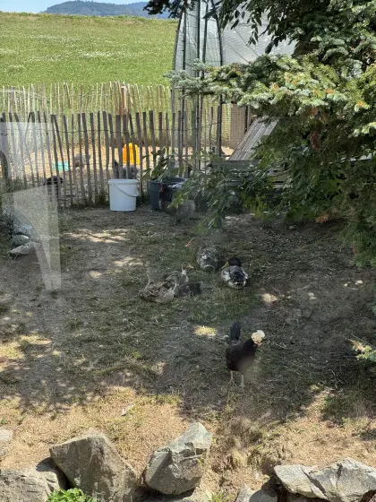 Wunderschöne Laufenten