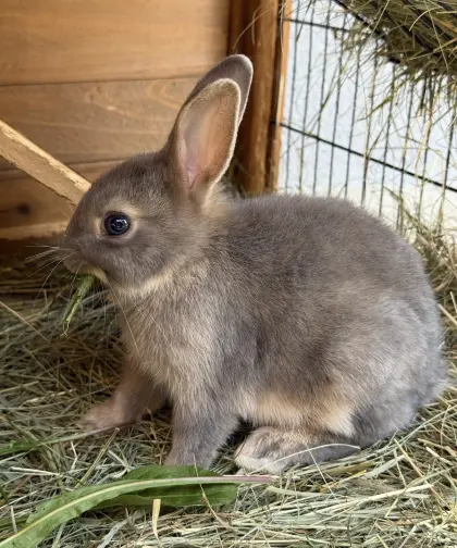 Zwergkaninchen, männlich