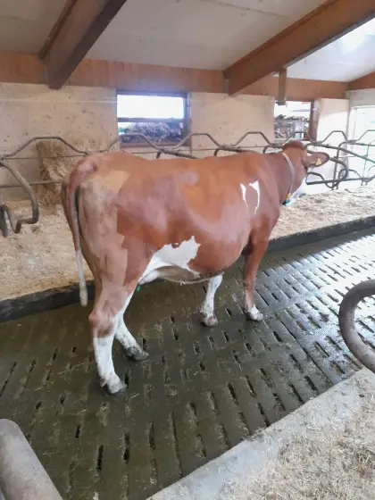 Bio-Heumilchkuh