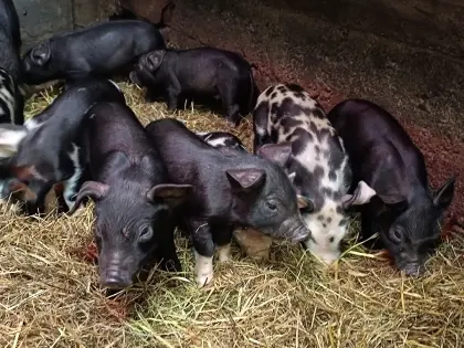 Bio-Ferkel