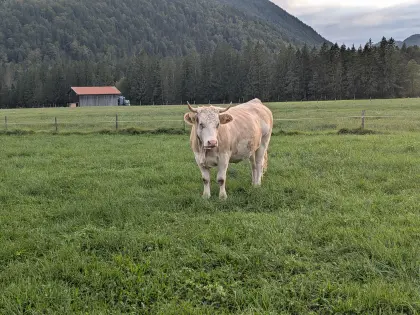 Verkaufe Kalbin