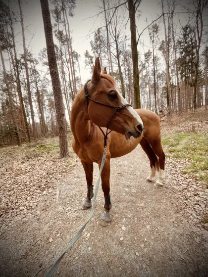 Reitbeteiligung gesucht