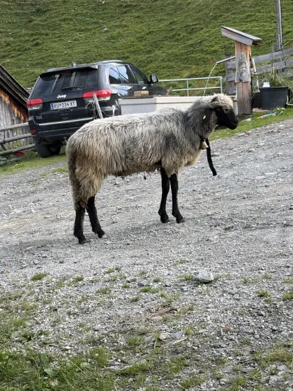 Tiroler Steinschaf