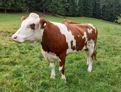 Trächtige FV-Kalbin zu verkaufen