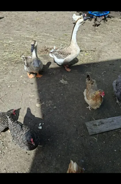 Höckergänse