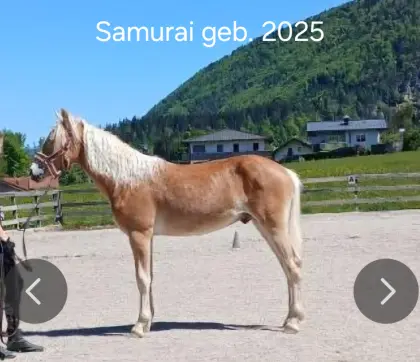 3 Haflingerburschen (von Fohlen bis 2 1/2) abzugeben