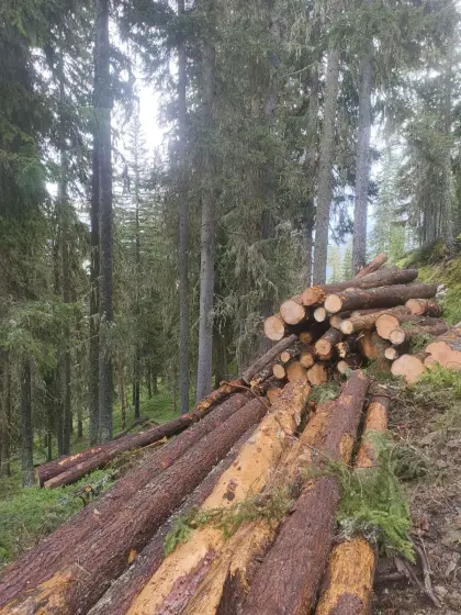 Zirbenholz