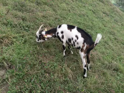 Tauernscheckenbock