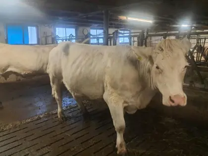 Trächtiges Charolais Rind zu verkaufen
