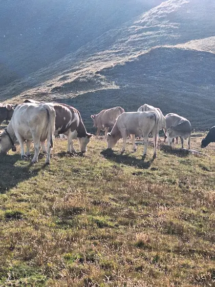 Blonde d'Aquitaine Stier Bio