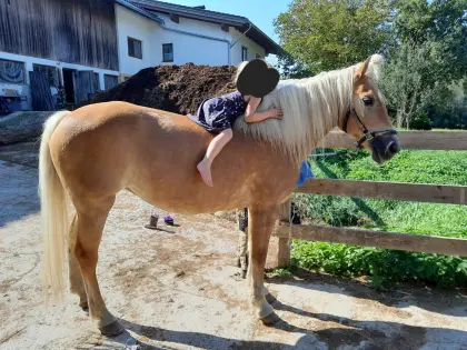 Familienpferd sucht Lebensendplatz.
