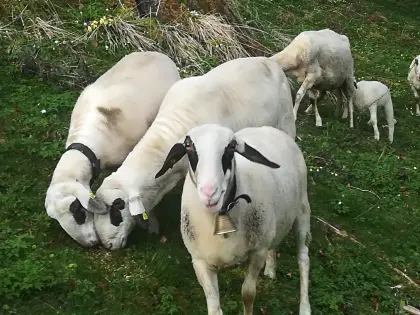 Brillenschaf-Widder