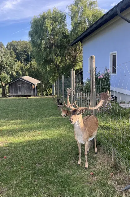 Damhirsch