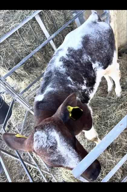 Fleckvieh, Weißblaue Belgier Stierkalb