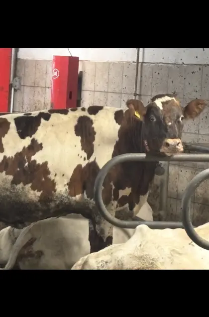 Verkaufe Normande-Kreuzungskuh