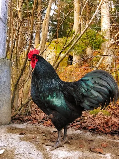 Australorp-Hahn