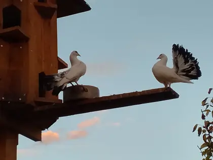 Junge Pfautauben