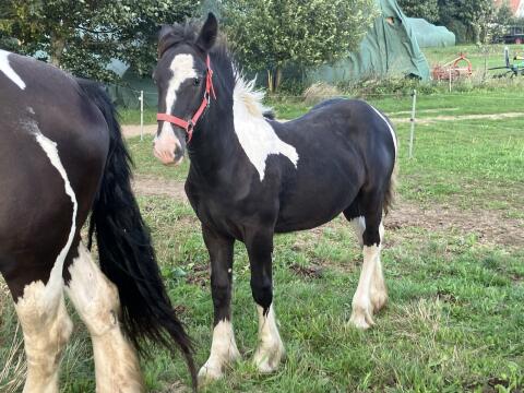 Tinker Irish Cob Fohlen