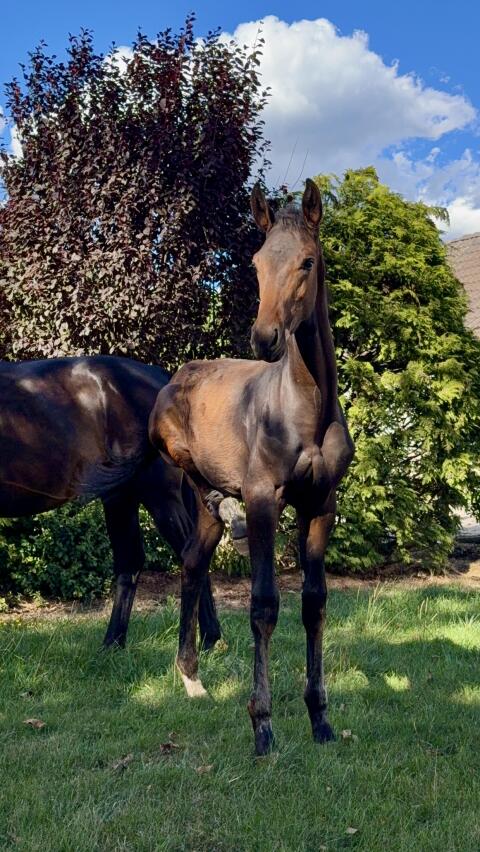 Gigi D’Agostino, österr. Warmblut-Hengst