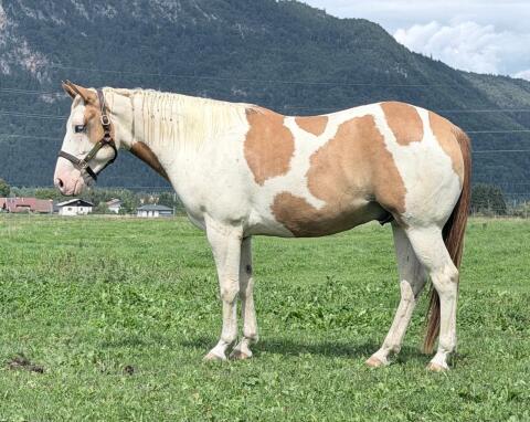 „Jaxson“ Paint Horse Wallach, 4 Jahre, Allrounder